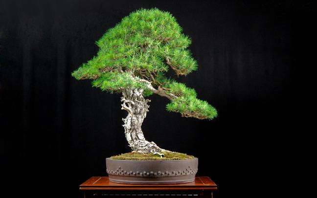 Best 57+ Bonsai Tree Desktop Backgrounds on HipWallpaper | Beautiful 
