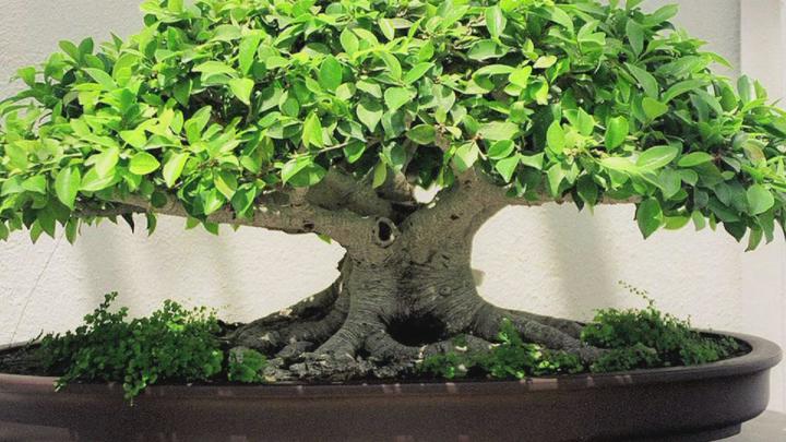 Bonsai Wallpaper (67+ pictures)