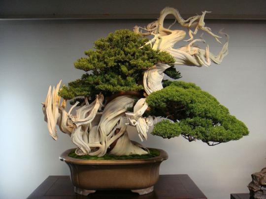 Zen Bonsai Wallpapers - Top Free Zen Bonsai Backgrounds - WallpaperAccess