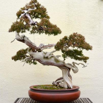 Zen Bonsai Wallpapers - Top Free Zen Bonsai Backgrounds - WallpaperAccess