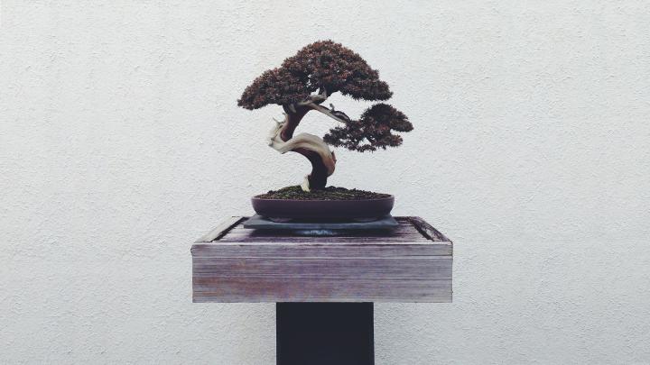 Bonsai Wallpaper (67+ pictures)