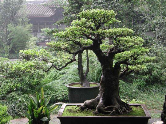 Bonsai Garden Wallpapers - Top Free Bonsai Garden Backgrounds 