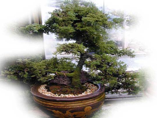 Zen Bonsai Wallpapers - Top Free Zen Bonsai Backgrounds - WallpaperAccess