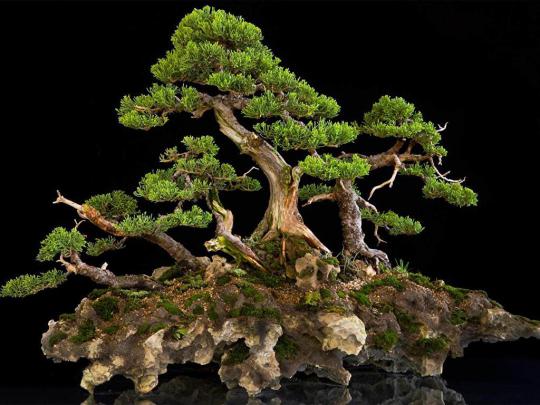 Amazing Bonsai [1920x1080] : wallpapers