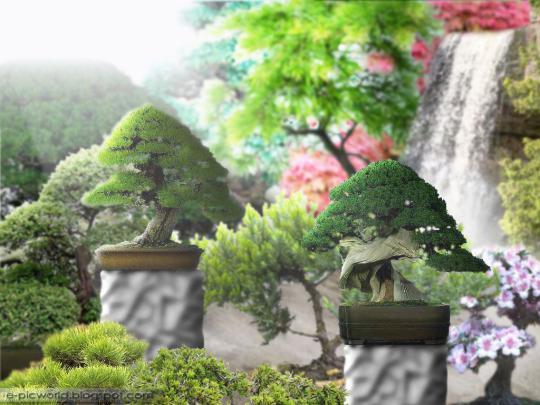 Bonsai Garden Wallpapers - Top Free Bonsai Garden Backgrounds 