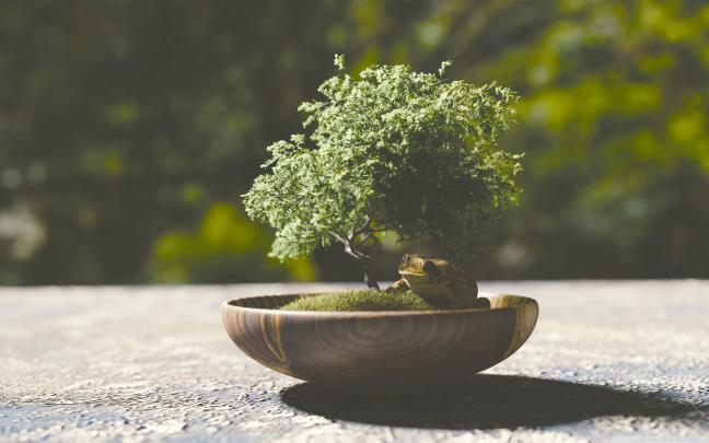 Bonsai Wallpapers - Top Free Bonsai Backgrounds - WallpaperAccess