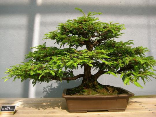Zen Bonsai Wallpapers - Top Free Zen Bonsai Backgrounds - WallpaperAccess