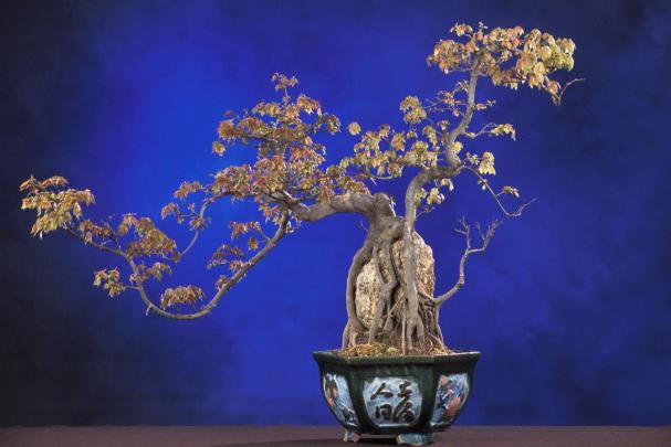 Zen Bonsai Wallpapers - Top Free Zen Bonsai Backgrounds - WallpaperAccess