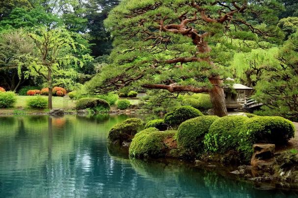 Bonsai Garden Wallpapers - Top Free Bonsai Garden Backgrounds 