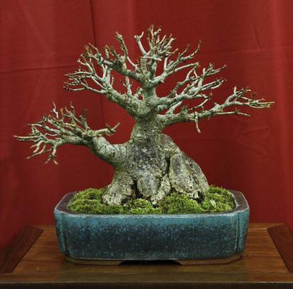 Posts from January 17, 2015 on Bonsai Eejit | Bonsai, Bonsai tree 