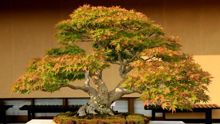 Bonsai Wallpapers Wallpapers - Top Free Bonsai Wallpapers Backgrounds 