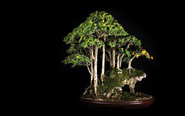 Zen Bonsai Wallpapers - Top Free Zen Bonsai Backgrounds - WallpaperAccess