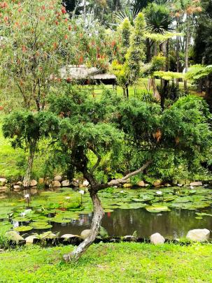 Bonsai Garden Wallpapers - Top Free Bonsai Garden Backgrounds 