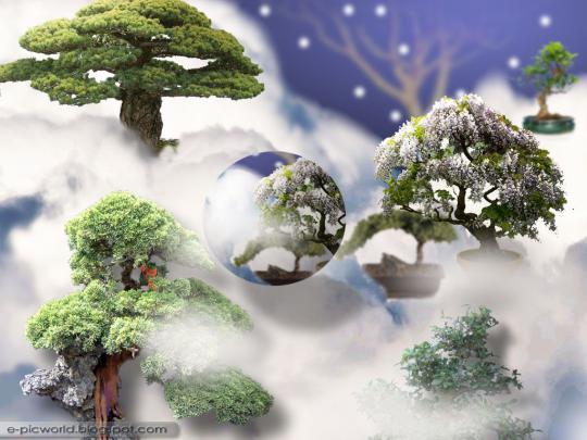 Bonsai Garden Wallpapers - Top Free Bonsai Garden Backgrounds 