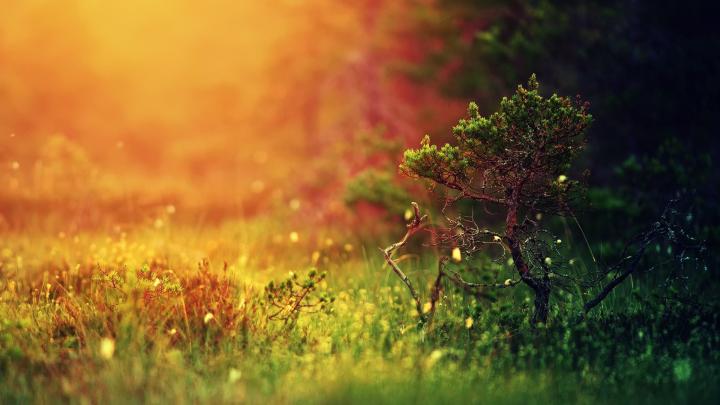 Bonsai Tree Wallpaper (67+ images)