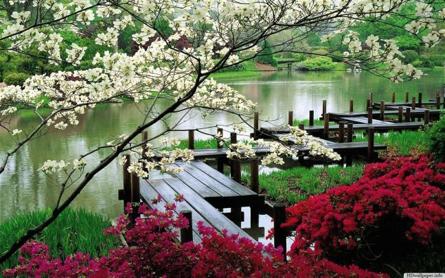 Zen Bonsai Wallpapers - Top Free Zen Bonsai Backgrounds - WallpaperAccess