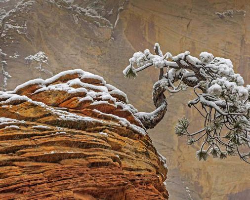 Natural Bonsai [1920x1080] : wallpapers