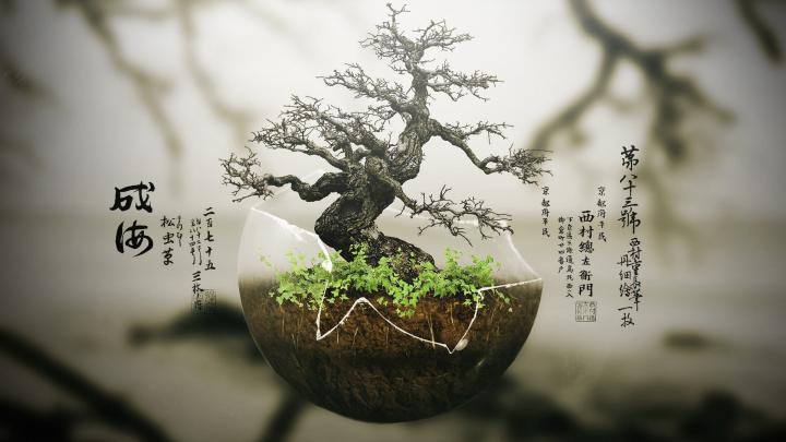 Bonsai Tree Wallpaper (67+ images)