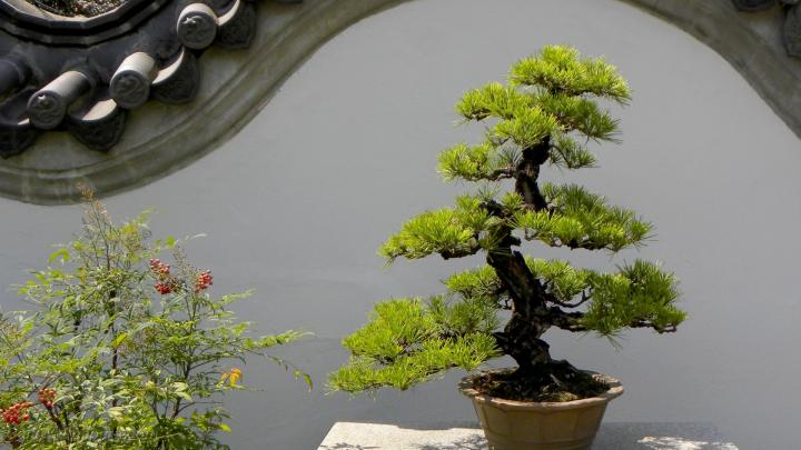Bonsai Wallpaper (67+ pictures)