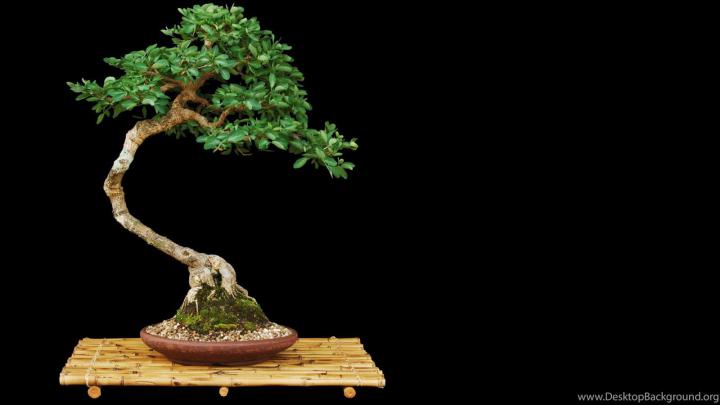 Bonsai Wallpapers 16 \u2013 HD Wallpaper, Wallpapers Pics The Best 