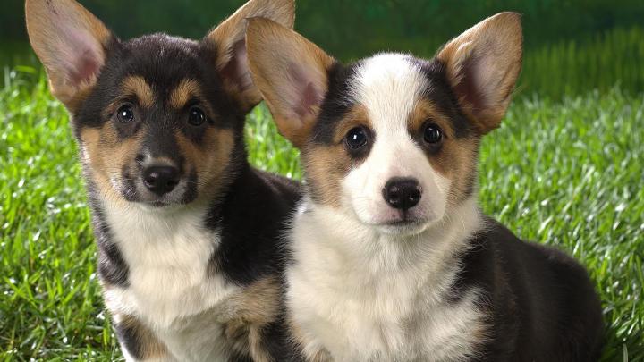 Welsh Corgi Wallpaper (69+ images)