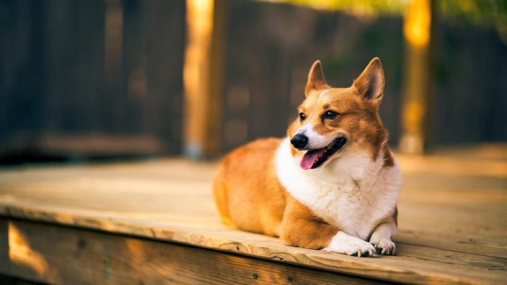 Corgi Wallpaper -
