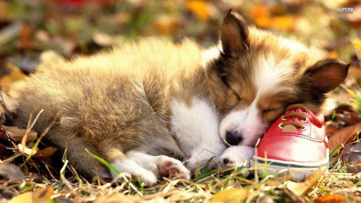 Welsh Corgi Wallpaper (69+ images)