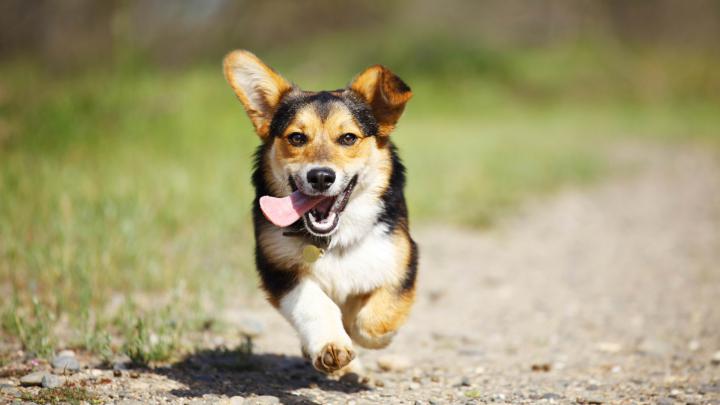 \uadc0\uc5ec\uc6b4 \uc560\uc644\uacac Corgi Photography\uc758 HD \ubcbd\uc9c0 11\uc2dc\uc0ac | 10wallpaper.com