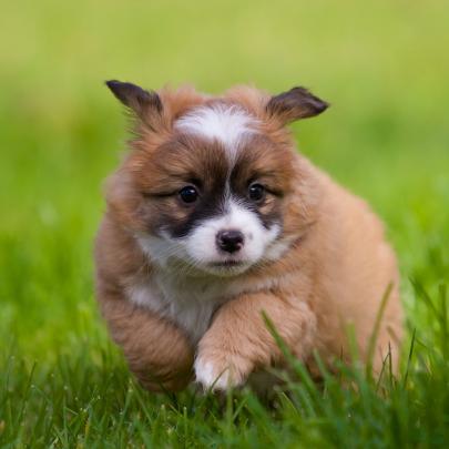 Puppy Dog Wallpapers - Top Free Puppy Dog Backgrounds - WallpaperAccess