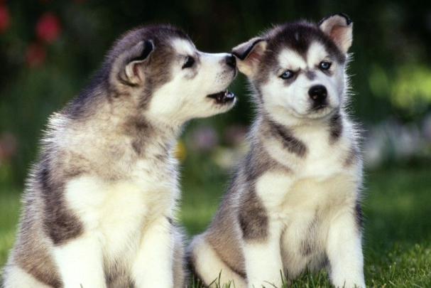 Corgi Puppy Wallpapers \u00b7\u2460 