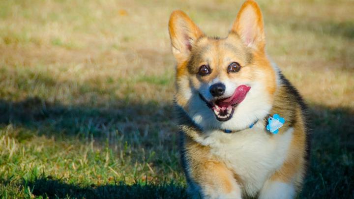 Welsh Corgi Wallpaper (69+ images)
