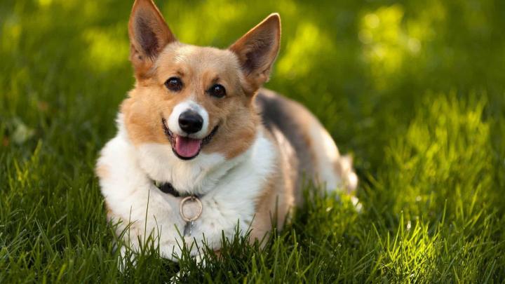 Cardigan Welsh Corgi - Pictures, Feeding, Grooming, Vaccination