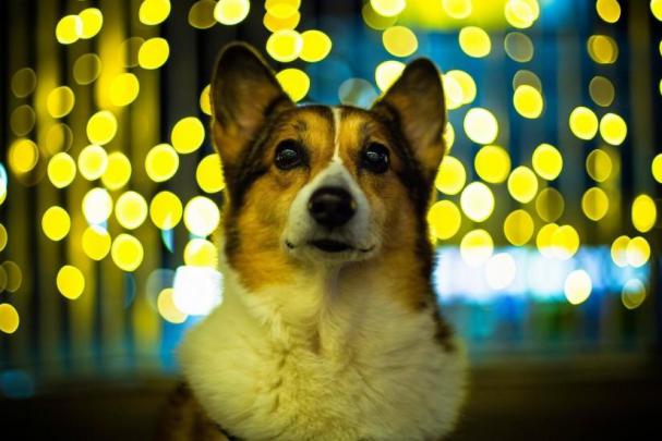 Corgi wallpaper \u00b7\u2460 Download free cool backgrounds for desktop computers 