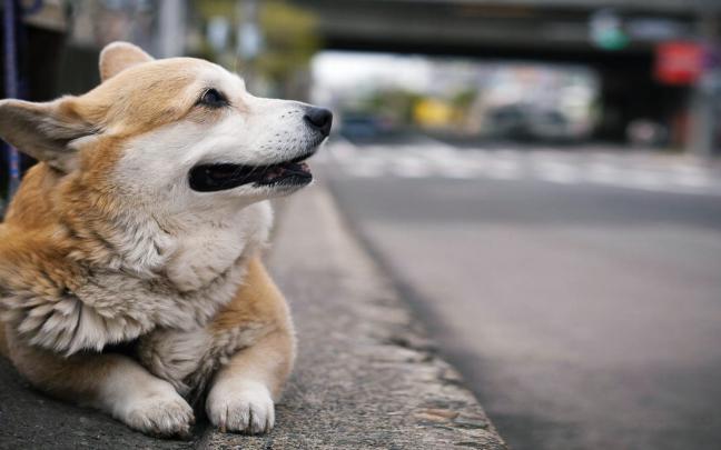 [38+] Corgi HD Wallpaper 