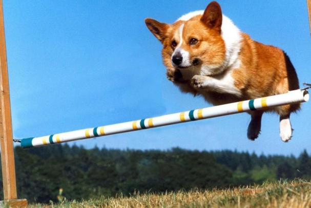 Corgi wallpaper \u00b7\u2460 Download free cool backgrounds for desktop computers 