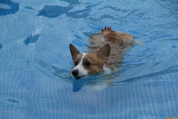 Corgi Puppy Wallpapers \u00b7\u2460 