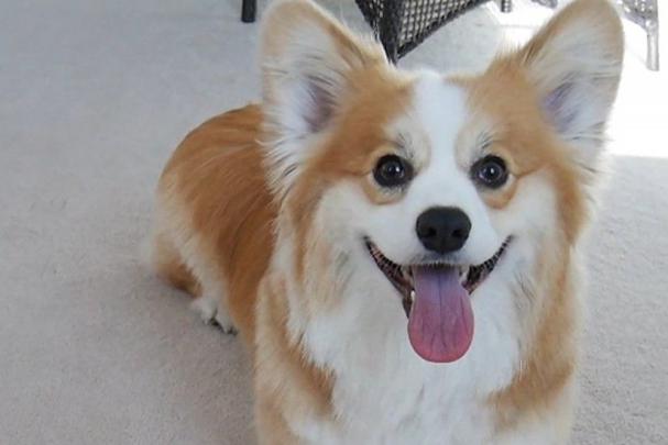 Corgi Puppy Wallpapers \u00b7\u2460 