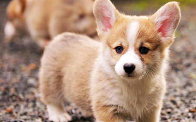 Welsh Corgi puppy wallpaper - Animal wallpapers - #19599