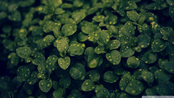 Dark Green Wallpaper HD (59+ images)