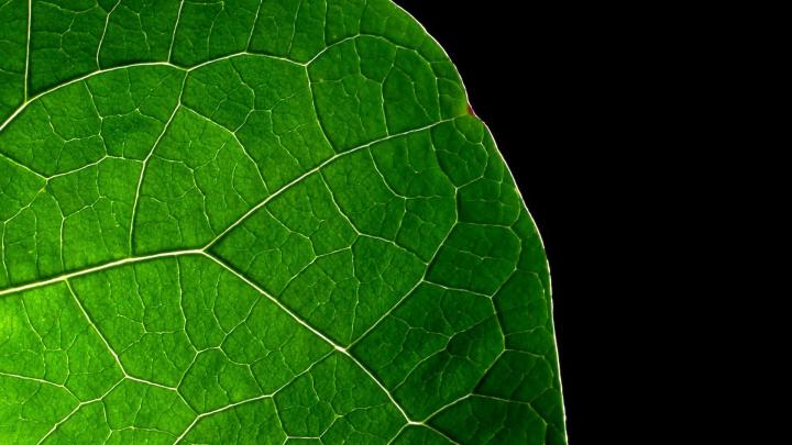 Dark Green Wallpaper HD (59+ images)