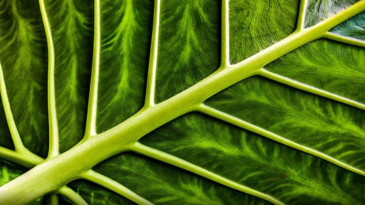 Leaf Dark Green Desktop Hd Wallpaper 2560x1600
