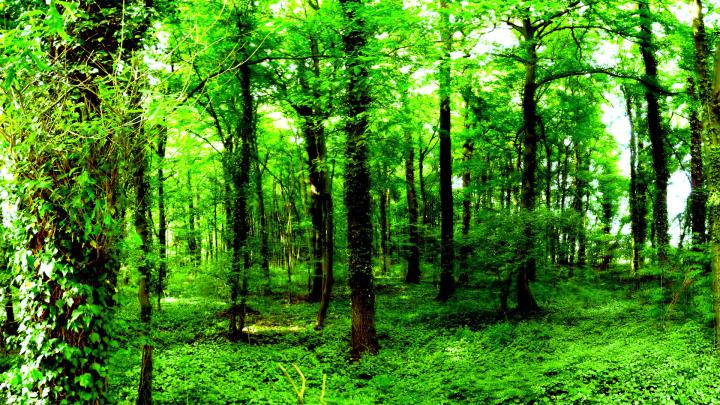 Green Forest Wallpaper (71+ images)