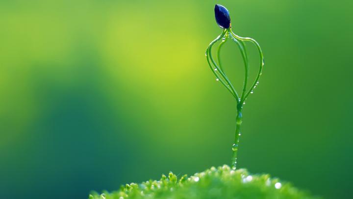 Download Wallpaper 1920x1080 flower, purple, dark, green, drops Full HD 