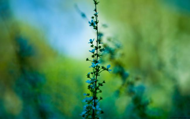 Delicate Blue Flowers - High Definition, High Resolution HD Wallpapers 