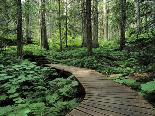 Free download From wallpapers nature wallpaper dark green forest 
