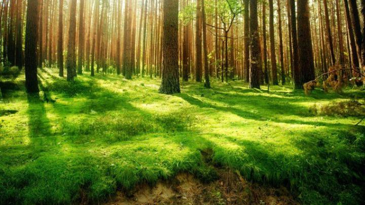 Free download Dark Green Forest Wallpaper wallpaperwallpapersfree 