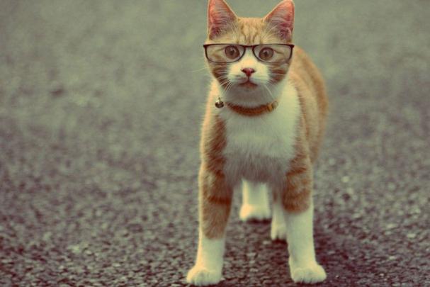 Funny Animal Desktop Backgrounds \u00b7\u2460 
