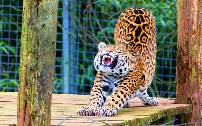 jaguar funny - HD Desktop Wallpapers