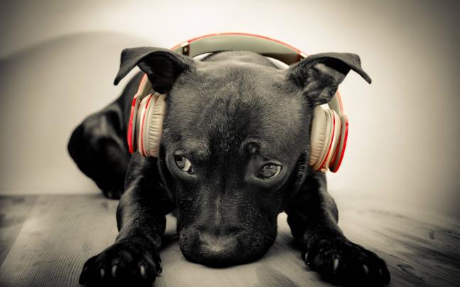 Funny Dog Wallpapers HD