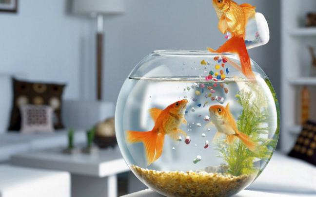 fish live wallpaper - HD Desktop Wallpapers